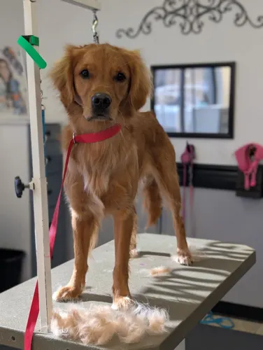 A freshly groomed dog at Zuzu's Pet Spa in Colorado Springs.