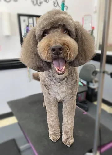 A doodle groomed at Zuzu's.