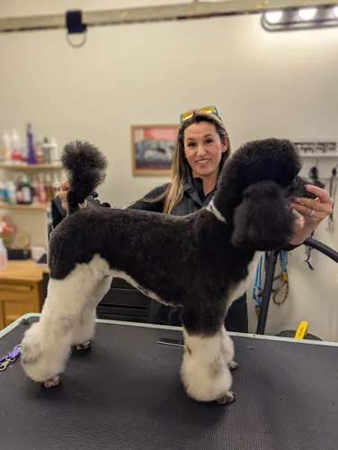 A freshly groomed dog at Zuzu's Pet Spa in Colorado Springs.