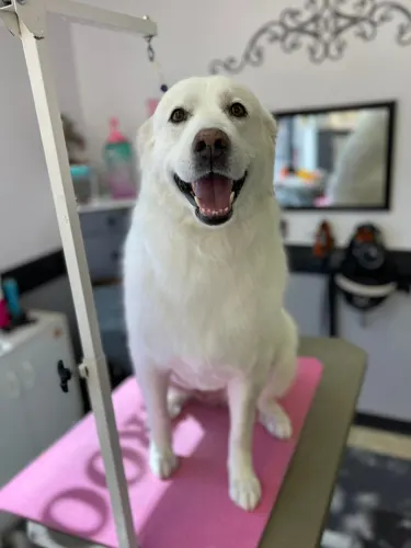 A extra large dog groomed at Zuzu's.
