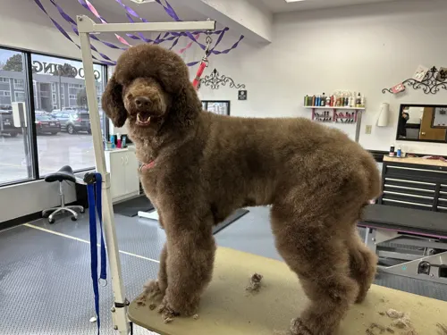A large dog groomed at Zuzu's.