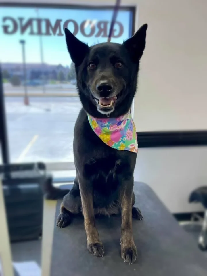 A black Shepherd mix in a bright bandana on the grooming table at Zuzu's.