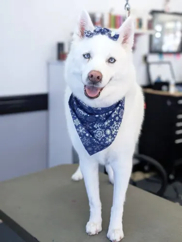 A siberian husky groomed at Zuzu's.