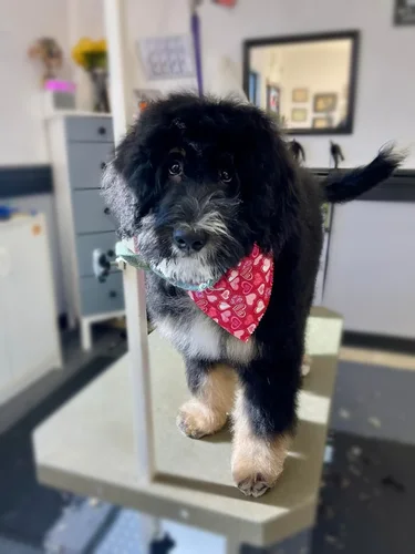 A bernedoodle groomed at Zuzu's.