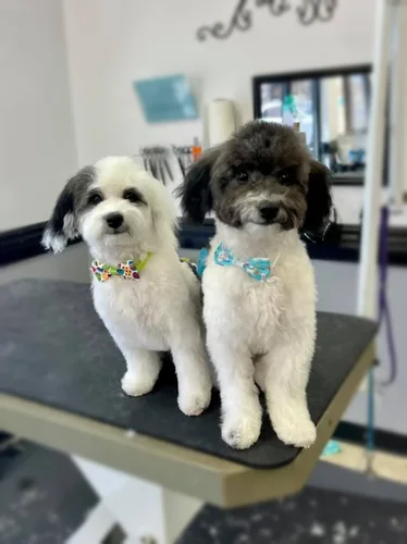 Two Maltipoos groomed at Zuzu's.