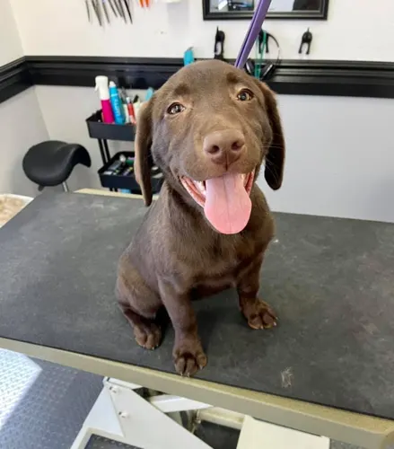A freshly groomed dog at Zuzu's Pet Spa in Colorado Springs.