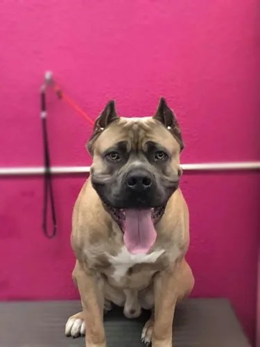 A extra large dog groomed at Zuzu's.