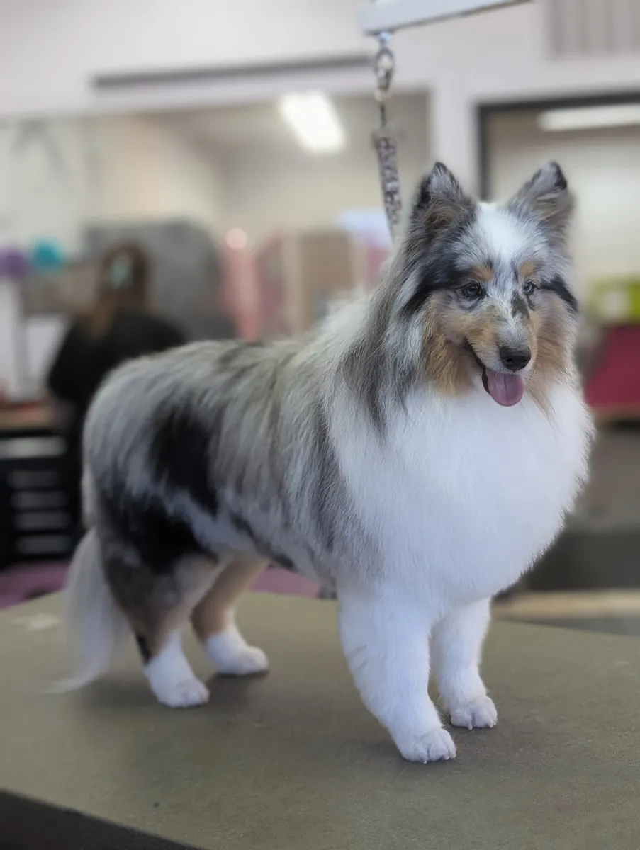 A blue merle Shetland Sheepdog standing on the grooming table at Zuzu's.