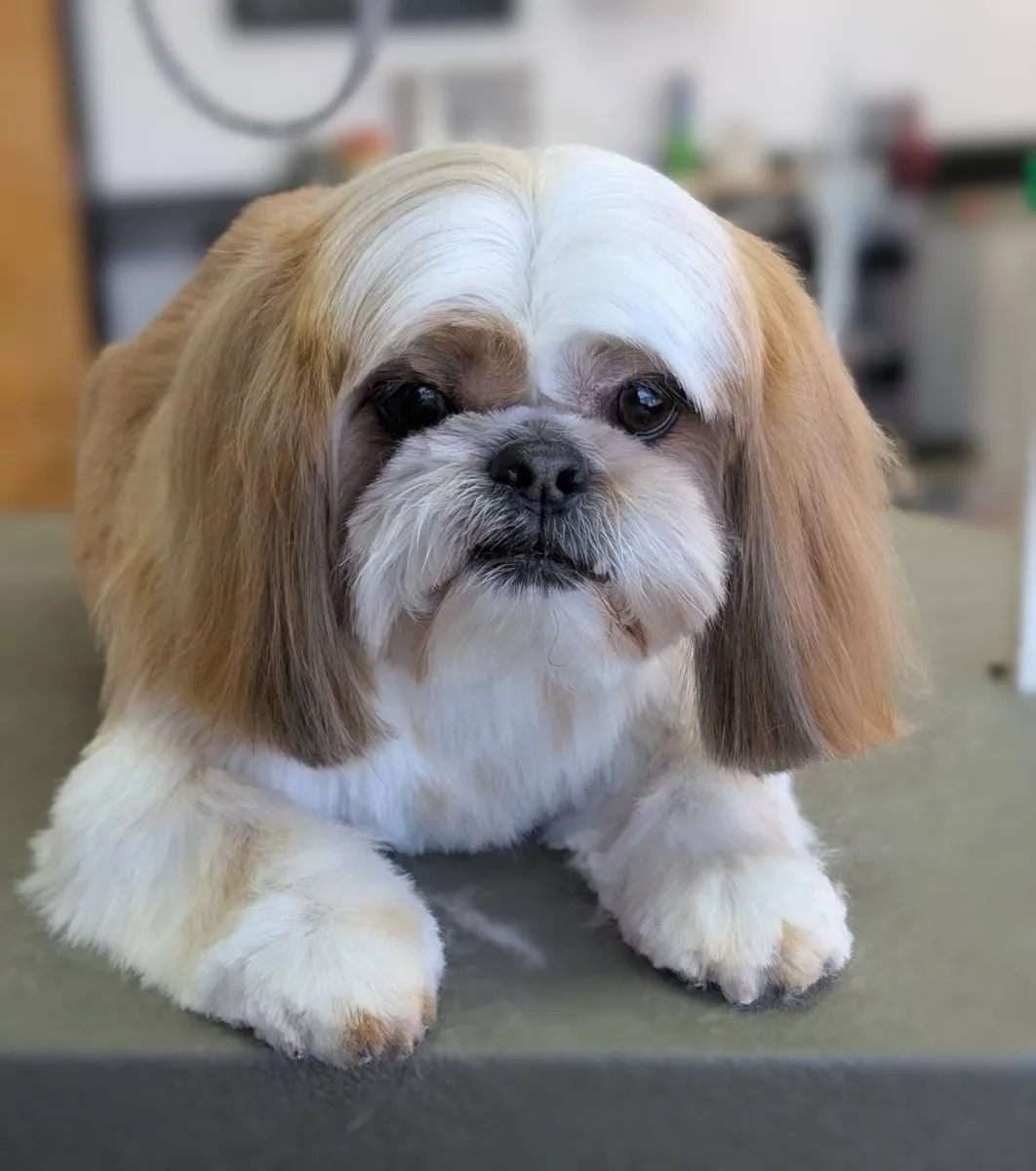 A Shih Tzu with a round teddy bear face after a groom at Zuzu's.