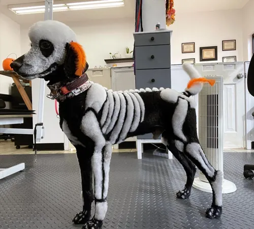 A freshly groomed dog at Zuzu's Pet Spa in Colorado Springs.