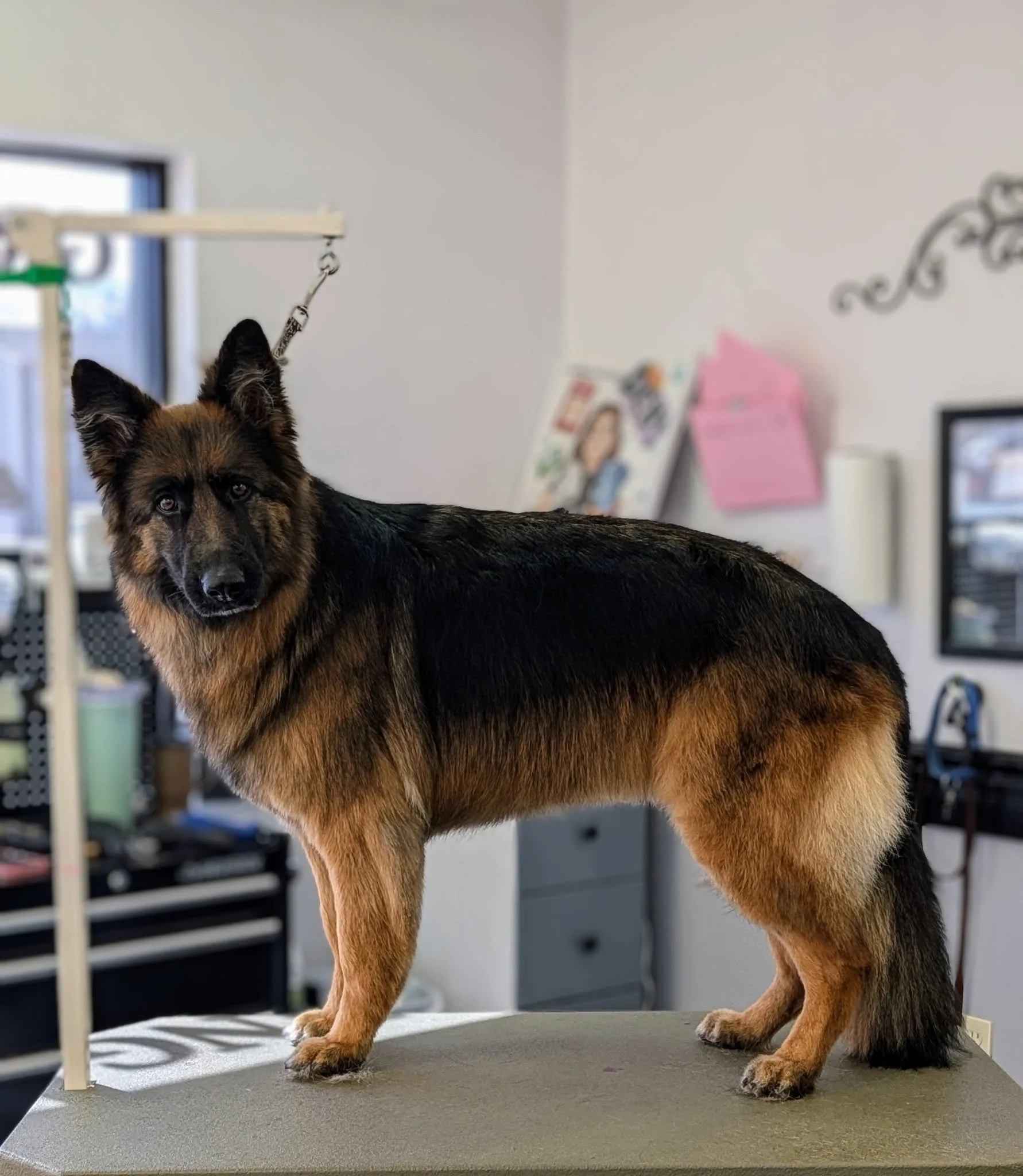 A German Shepherd, freshly groomed, standing at Zuzu's.
