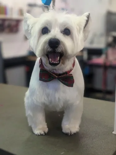 A small dog groomed at Zuzu's.