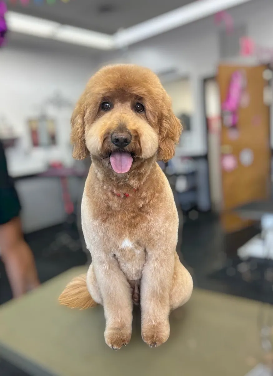 A Goldendoodle in a fresh teddy trim at Zuzu's.