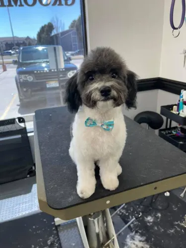 A freshly groomed dog at Zuzu's Pet Spa in Colorado Springs.
