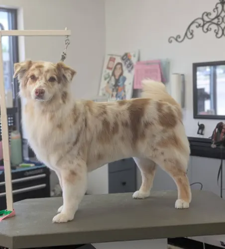 A merle dog groomed at Zuzu\'s.
