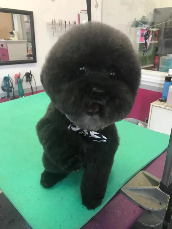 A black Poodle with a round, scissored head at Zuzu's.