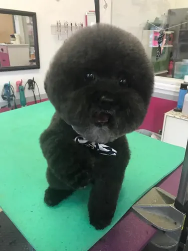 A freshly groomed dog at Zuzu's Pet Spa in Colorado Springs.