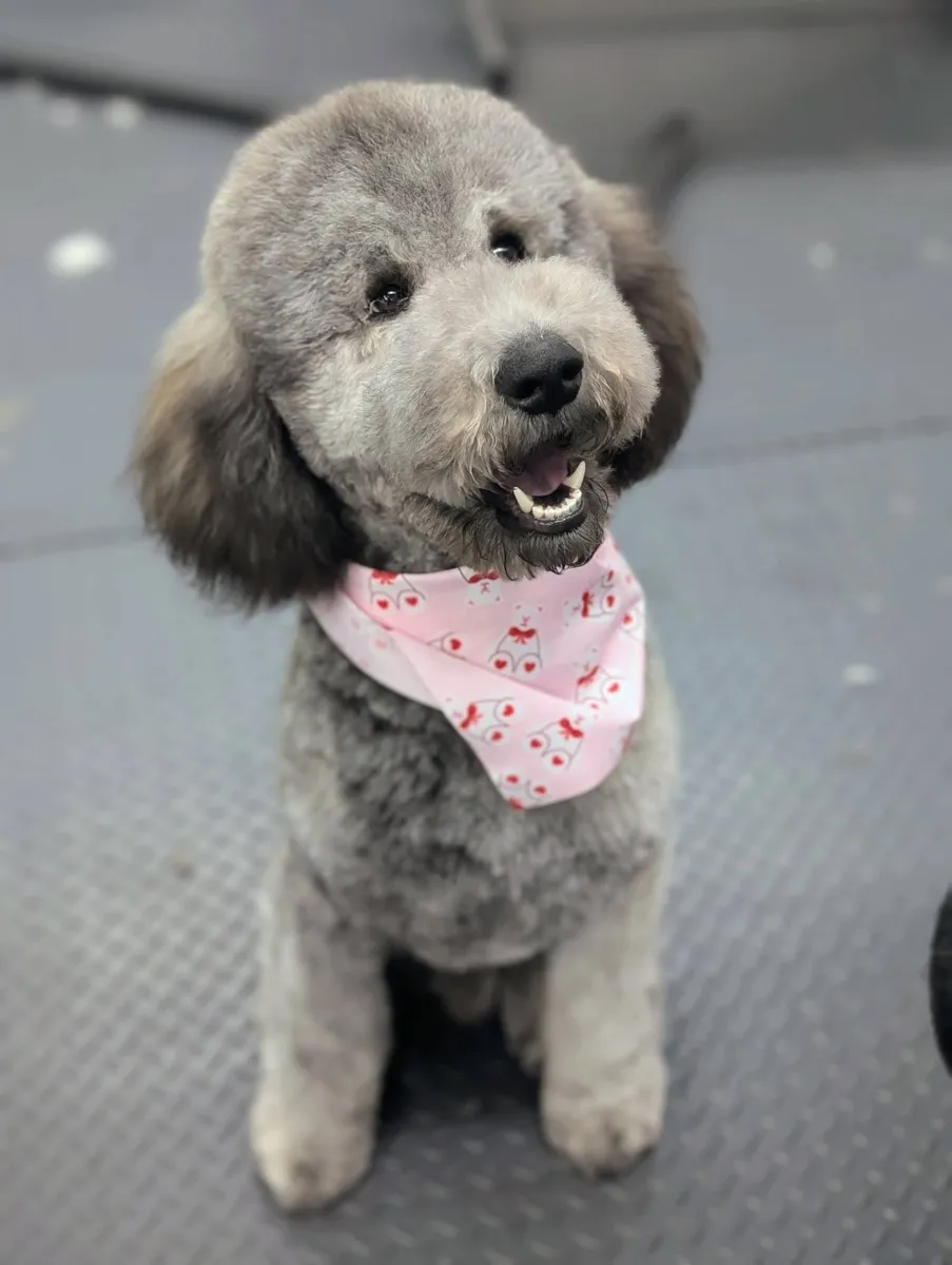 A gray Miniature Poodle in a teddy cut and a pink bandana at Zuzu's.