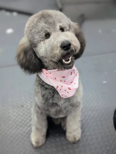 A medium dog groomed at Zuzu's.