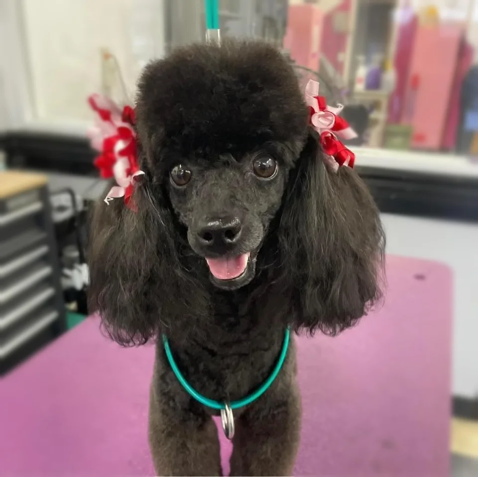 A black Standard Poodle with red bows at Zuzu's.