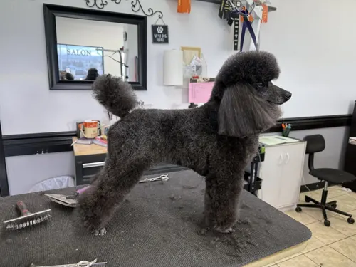 A freshly groomed dog at Zuzu's Pet Spa in Colorado Springs.