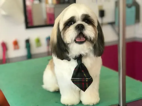 A small dog groomed at Zuzu's.