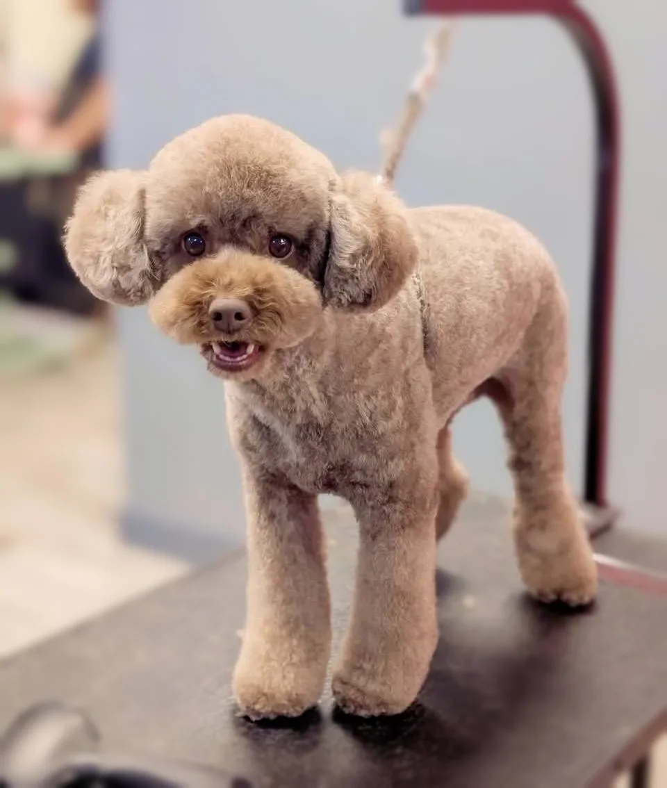 A black Poodle in a fresh trim, standing on the table at Zuzu's.