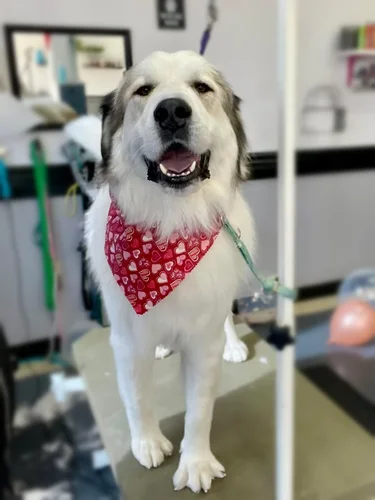 A extra large dog groomed at Zuzu's.