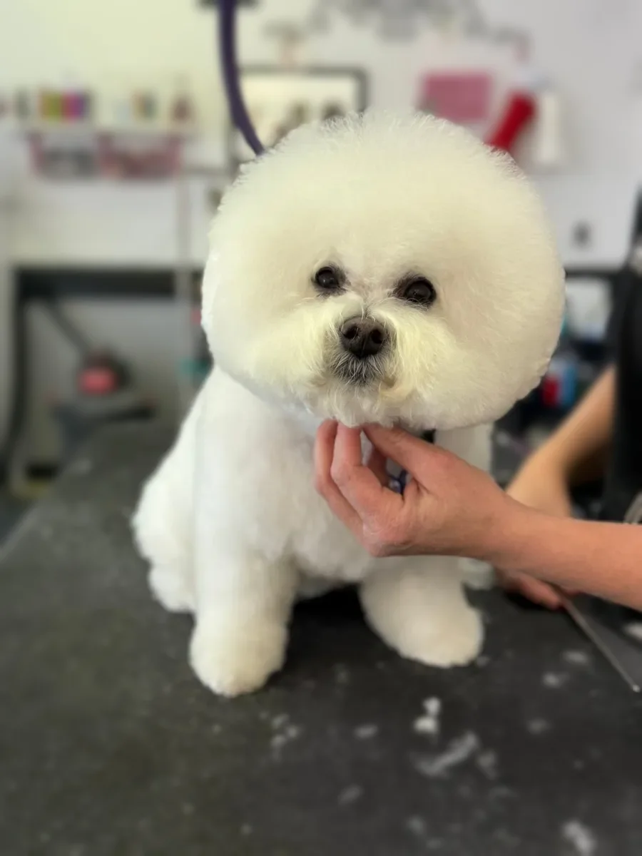 A Bichon Frise with a round, scissored head at Zuzu's.