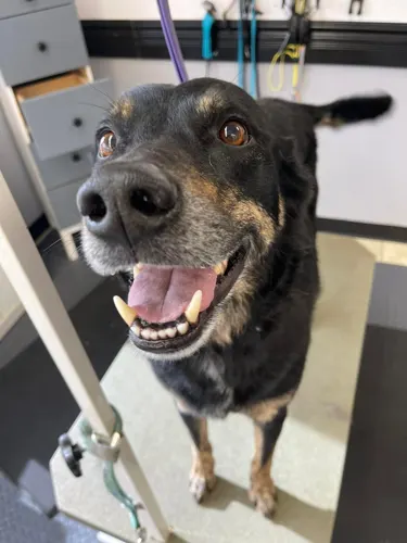 A freshly groomed dog at Zuzu's Pet Spa in Colorado Springs.