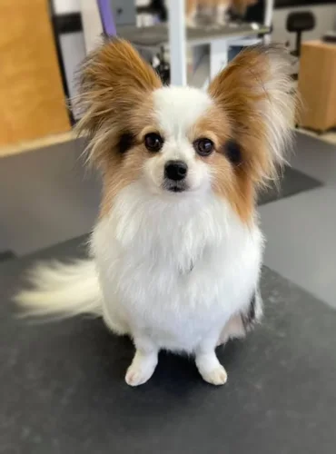 A papillon groomed at Zuzu's.