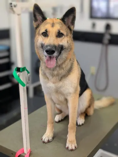 A freshly groomed dog at Zuzu's Pet Spa in Colorado Springs.