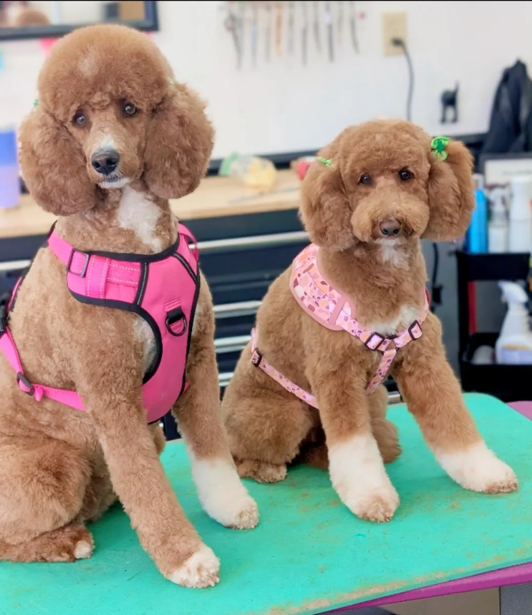 Two apricot Poodles in pink harnesses after their grooms at Zuzu's.