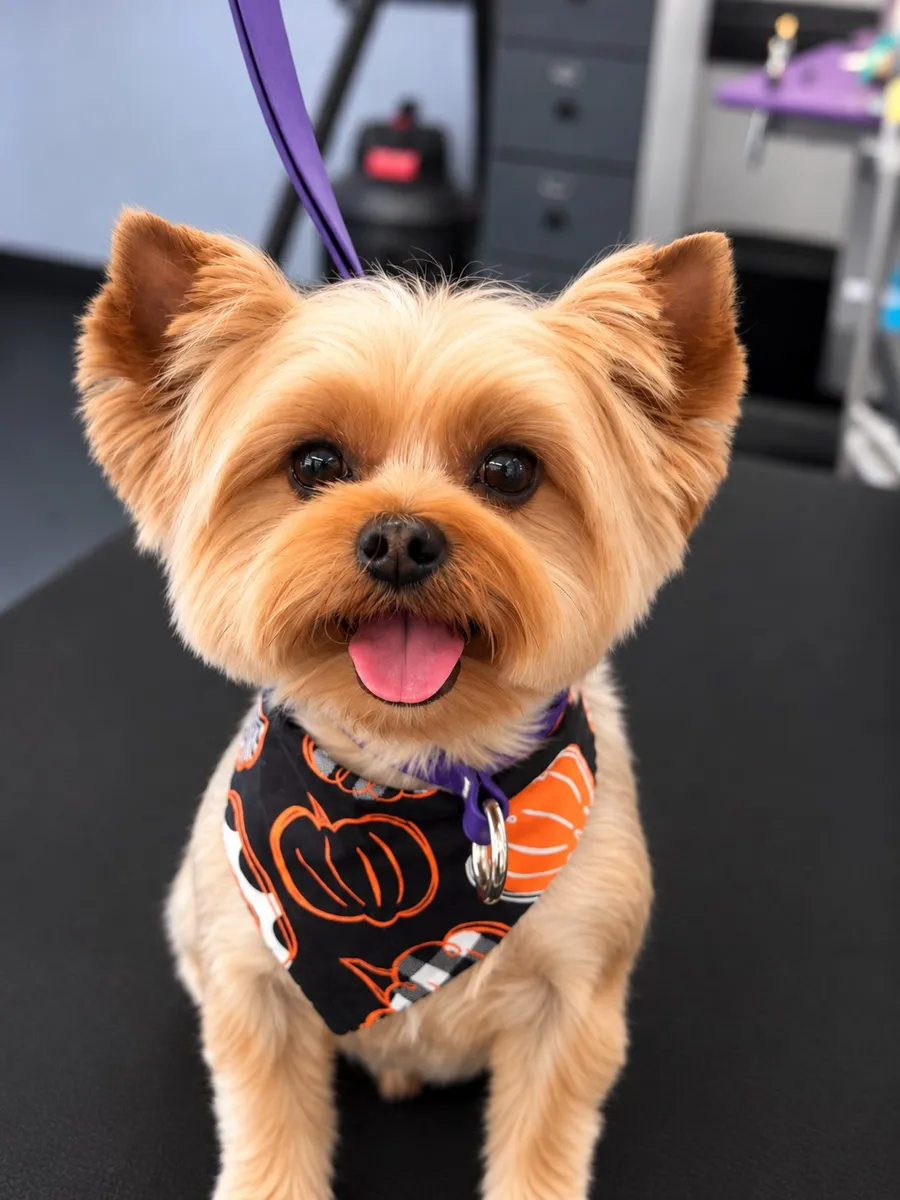 A Yorkshire Terrier groomed at Zuzu's.
