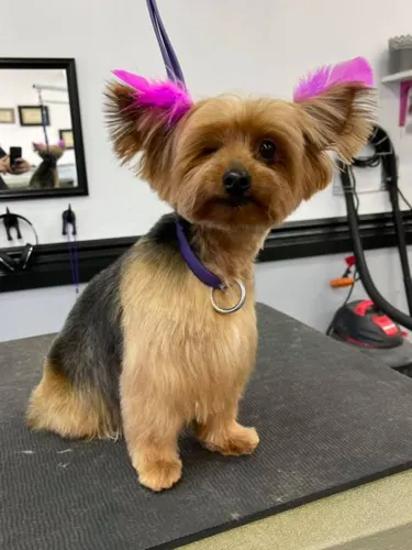 A small dog groomed at Zuzu's.