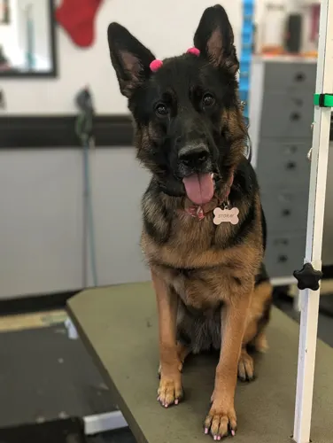 A large dog groomed at Zuzu's.