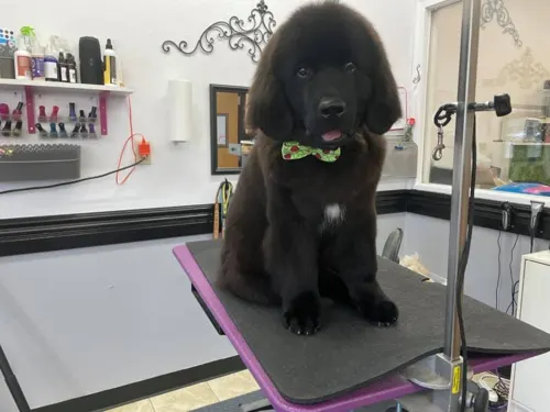 A extra large dog groomed at Zuzu's.