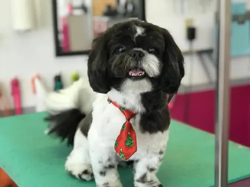 A small dog groomed at Zuzu's.