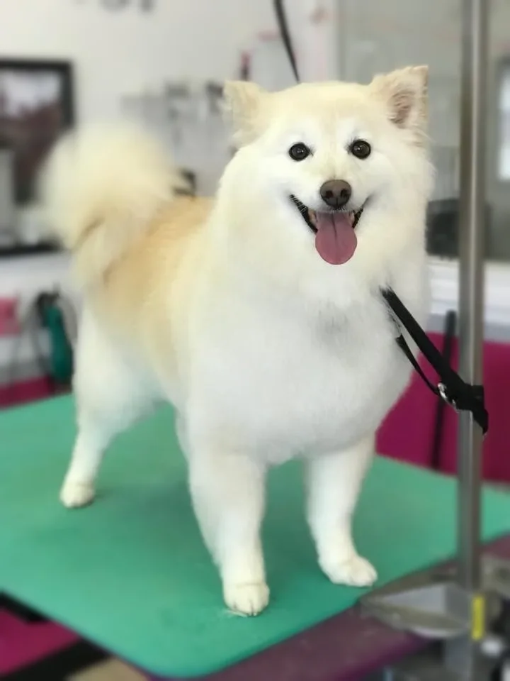 A fluffy white Samoyed-type dog at Zuzu's.