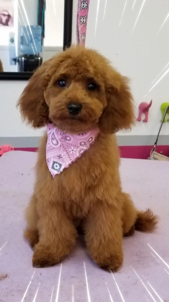 A red puppy in a bandana after a groom at Zuzu's.