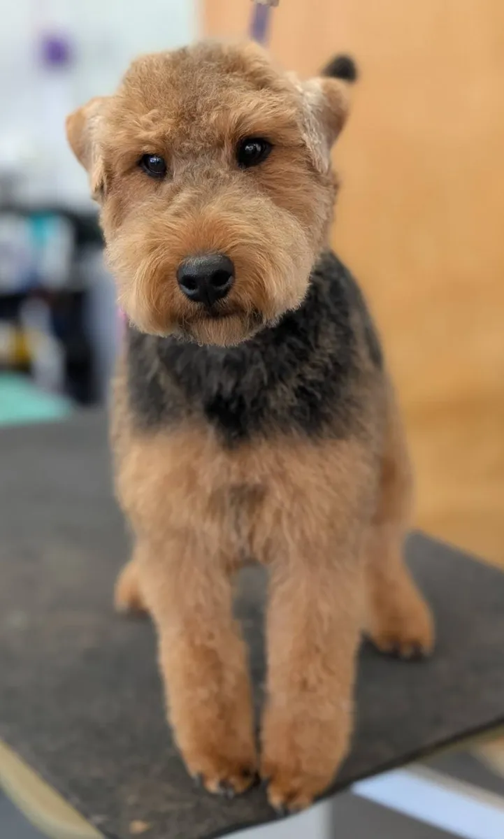 A wire-coated terrier groomed at Zuzu's.