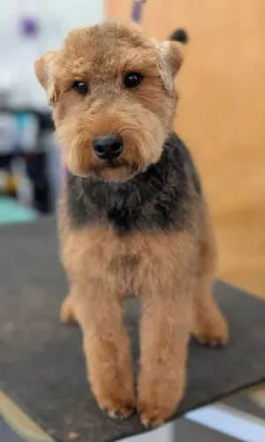 A medium dog groomed at Zuzu's.
