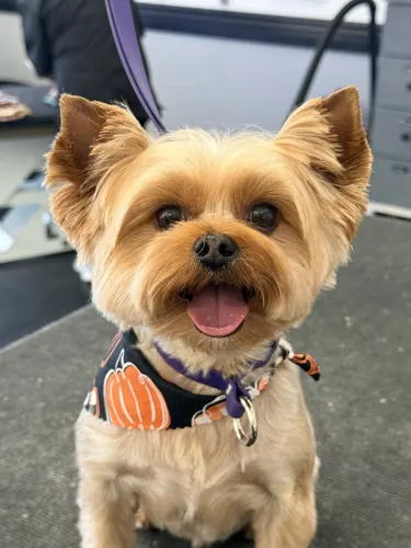 A small dog groomed at Zuzu's.