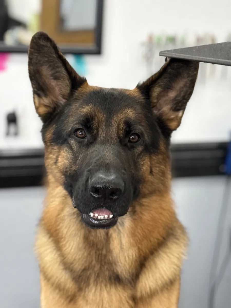 A German Shepherd after a bath and brush out at Zuzu's.