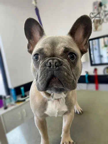 A french bulldog groomed at Zuzu's.