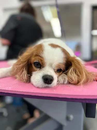 A cavalier king charles spaniel groomed at Zuzu's.