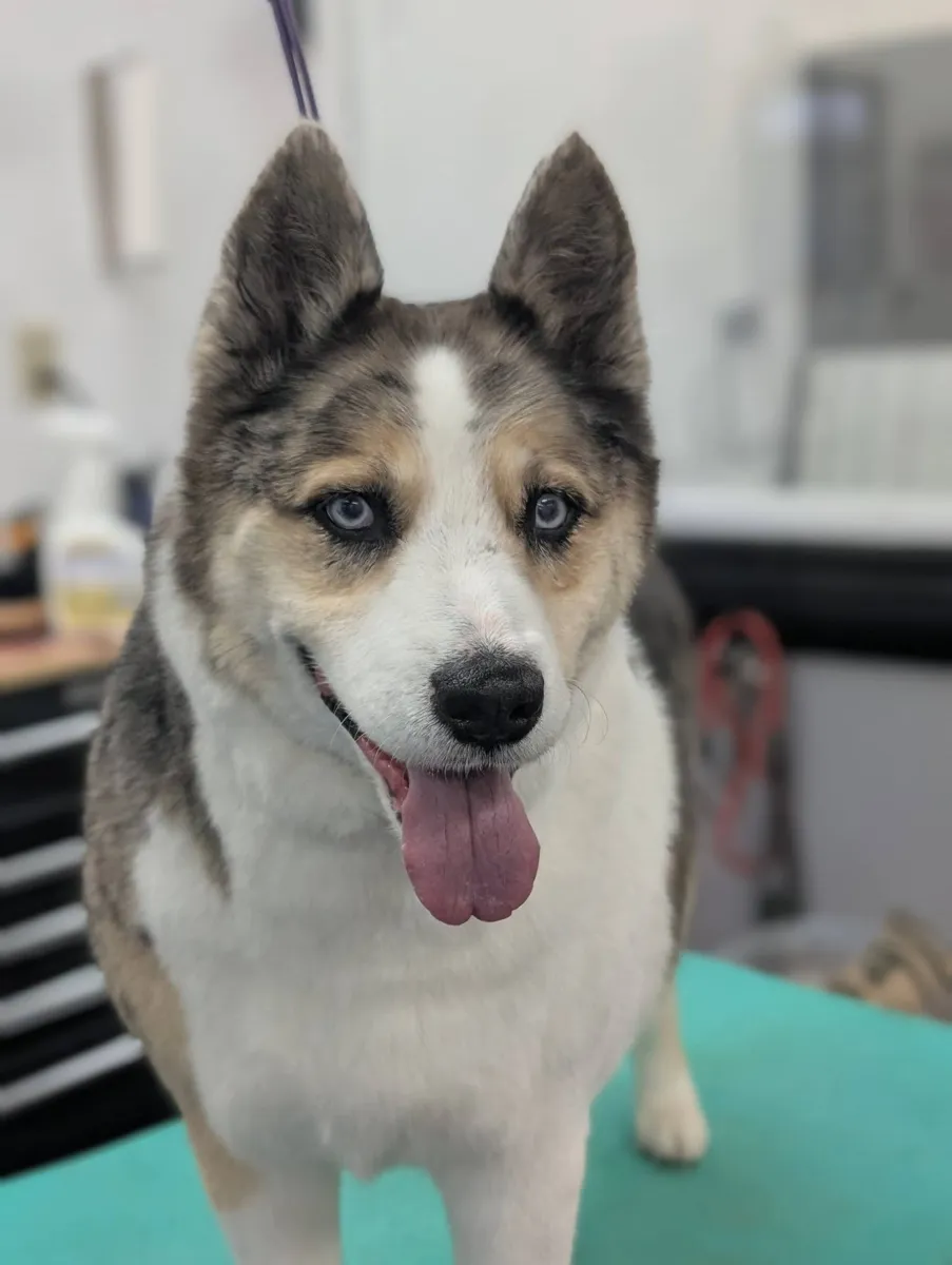 A gray and white Siberian Husky on the grooming table at Zuzu's.