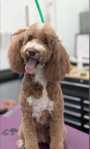 A freshly groomed dog at Zuzu's Pet Spa in Colorado Springs.