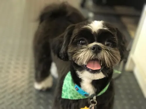 A freshly groomed dog at Zuzu's Pet Spa in Colorado Springs.