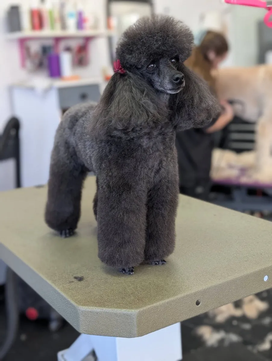 A gray Poodle in a show cut at Zuzu's.